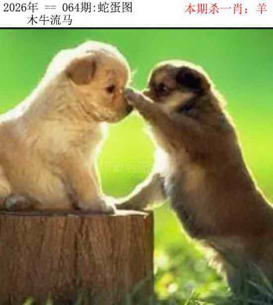 正版蛇蛋图