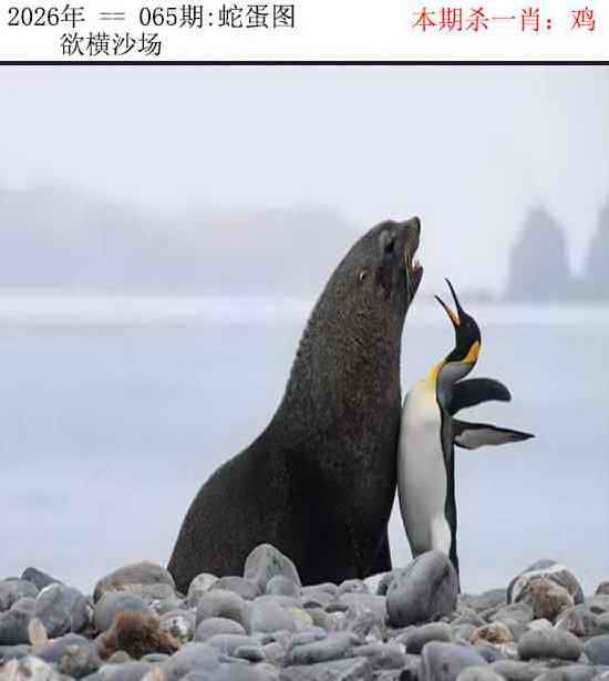 正版蛇蛋图