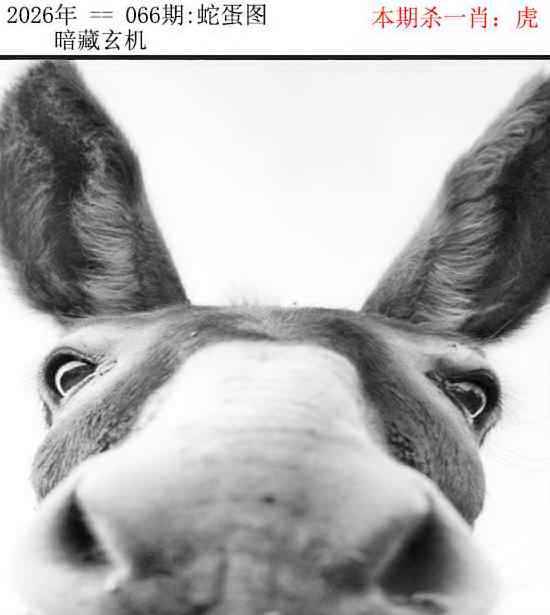 正版蛇蛋图