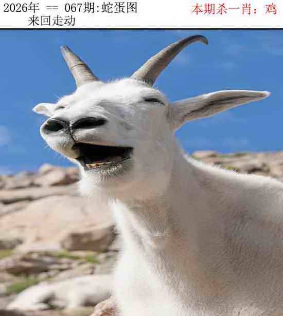 正版蛇蛋图